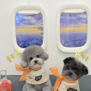 알로하펫 이미지