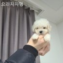 으라차차멍 이미지