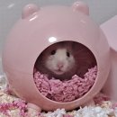 나에개로 이미지