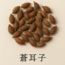 비염에 좋은 음식(약재), 그리고 달여먹는 방법-약탕기(홍삼제조기) 이미지