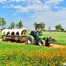 코스모스농원 이미지