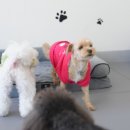 그루밍살롱 이미지