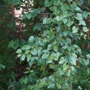 넓은잎머루Vitis pseudoreticulata W.T.Wang (미기록종) 이미지