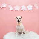 몽 그루밍 이미지