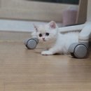 대전 고양이분양 퍼스트캣 대전점 이미지