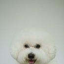 숑숑펫살롱 이미지