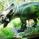 프로토케라톱스 이미지