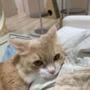 에어묘앤비 이미지