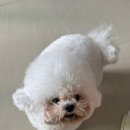 케이독 ST 이미지