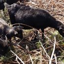 수골 농장 이미지