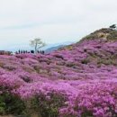 덕산 은행나무길 이미지