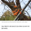 '500살 감나무'에 감 수십개 주렁주렁…마을 사람들 "대박" 이미지