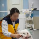학이유치원 | 서초 강아지유치원 옐레드 서초교대역점 강아지호텔 후기