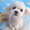 몽몽바블펫# 이미지