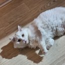 언제나고양이 | 인천 언제나 고양이 호텔 장기탁묘 힝거 후기