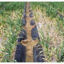 청수농장 이미지