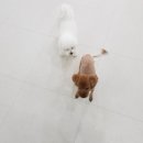 체리애견 이미지