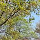 청룡사 등산로 | 한국의 산 #76 경기도 안성시 서운산(547m) 봄