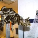 고양이세수 이미지