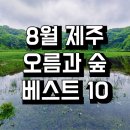 서늘선흘 | [8월] 한여름 제주 오름과 숲 베스트 10 추천