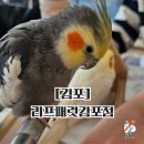 GS25구래나비점 | 방학 때 아이와 가볼 만한 곳, 앵무새 카페, 리프 패럿 김포점