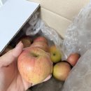 아삭함이 살아있는 꿀사과 한입가득 부사사과 온 가족 아침식사대용 솔직후기