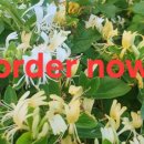 For delay dementia 1,300 Start english 이미지