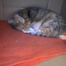 그루밍 루니 이미지