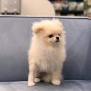 메르시 동물병원 이미지