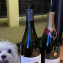 펫플러스(Pet Plus) 이미지