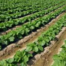 스타농장 이미지