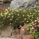 삽교호 관광지 이미지