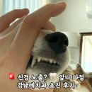 강남동물병원 | 강아지 치아파절 신경 노출? 강남예치과동물병원에서 리카 신경치료 결정 후기