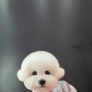 시루 반려견 미용 네이버블로그