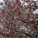 성산패총 | [창원] 겹벚꽃명소 (4월) - 성산패총 후기 💓