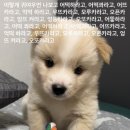 똥강아지 이미지