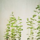 애플민트 - 안양시 동안구 호성로 31-5 | 애플민트