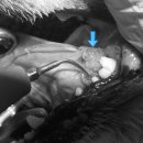 스마일동물병원 이미지