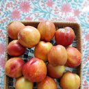 전통민화 주간반 이미지