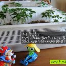 식탁위의텃밭 이미지