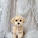 새침하개멍 이미지