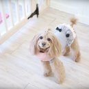 미미그루밍 이미지