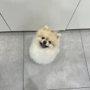 멍멍하개 이미지