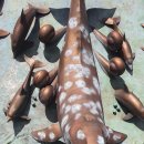 장생포고래박물관 이미지