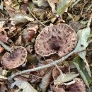 다빈농장 이미지