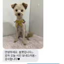 솔펫애견미용놀이터