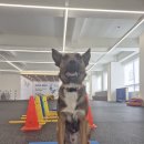 도그헬퍼 이미지