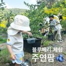 서울 근교 키즈 체험 주연팜 블루베리 농장 아기랑 블루베리 따기 & 청 만들기(feat. 물놀이, 모래놀이)