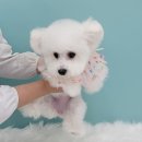 베스띠몽 이미지