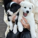 위더스팜 | ✨ 2025 부산불꽃축제 &amp; 아난티 기장 크리스마스트리